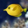 lemonfish